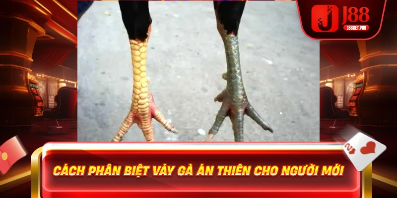 Vảy Gà Án Thiên – Đặc Điểm Quý Hiếm Mang Lại Chiến Thắng 3 Cách phân biệt vảy gà Án Thiên cho người mới