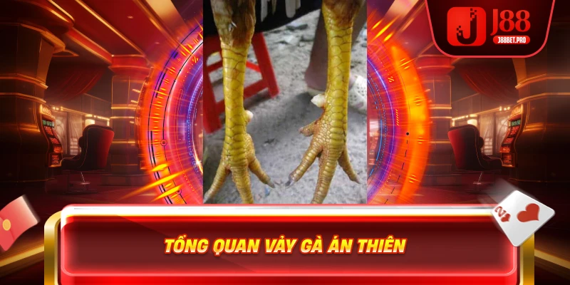 Vảy Gà Án Thiên – Đặc Điểm Quý Hiếm Mang Lại Chiến Thắng 2 Tổng quan vảy gà Án Thiên